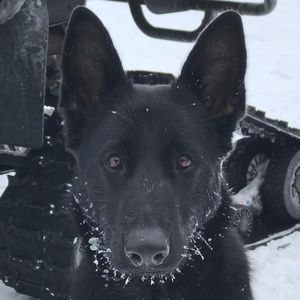 Meet your Posher, Sydney